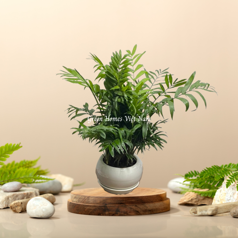 Cây Cau Tiểu Trâm